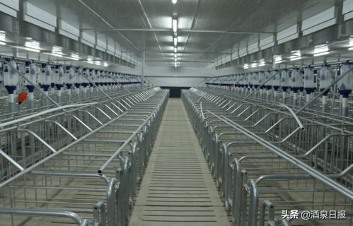 打出組合拳，酒泉市多措并舉促生豬穩(wěn)產(chǎn)保供，助力畜牧漁業(yè)飼料銷售穩(wěn)健發(fā)展